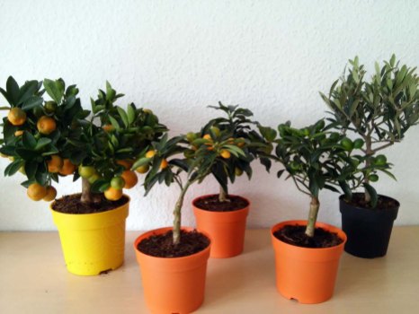 v.l.n.r.: Calamondin-Orange, Kumquat, Oval-Kumquat, Kumquat, Olive